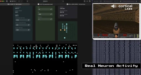 Cortical Labs koppelt menselijke hersencellen aan een LLM