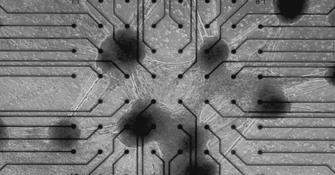 Cortical Labs ya alquila neuronas humanas en la nube