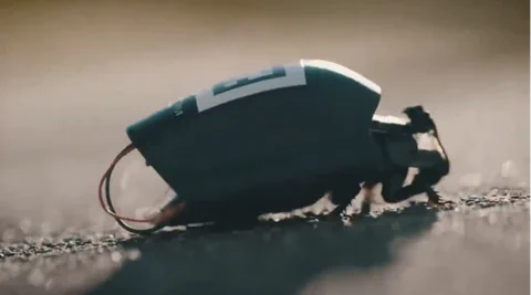 Insetti Cyborg: la NATO schiera gli sciami di SWARM Biotactics