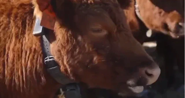 Halter's AI Cow Collars Moove Towards $2B Valuation with Thiel's Backing