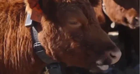 Halter's AI Cow Collars Moove Towards $2B Valuation with Thiel's Backing