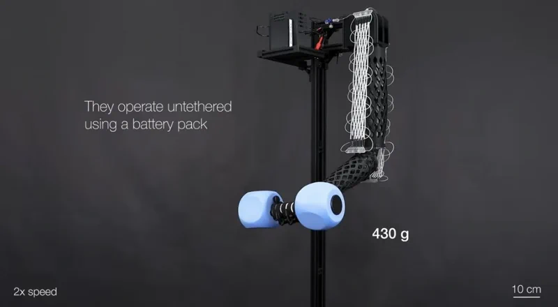 Fibras musculares lavables: levantan 200 veces su propio peso