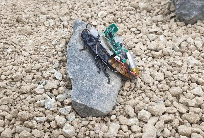 Mochila de IA dá mente própria a baratas ciborgues